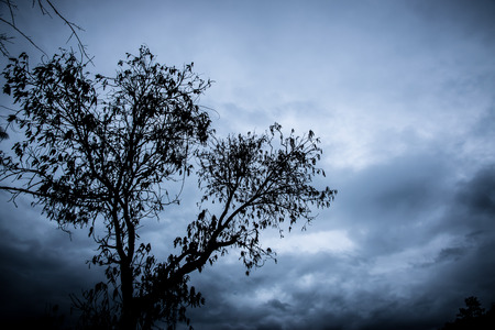 silhouette of dry tree branchesの写真素材