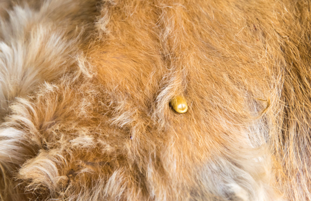 tick on the dog fur, sucking its bloodの写真素材