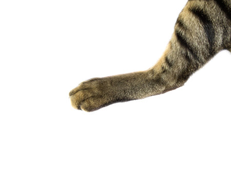cat paw on white backgroundの写真素材