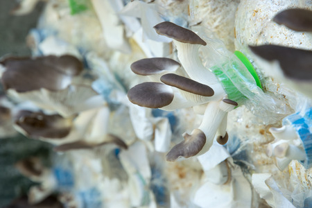 The cultivation of oyster mushroom, grey oyster mushroomの写真素材