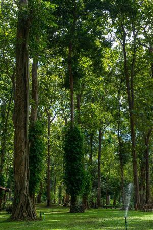 Landscape of  Mae Ngao National park, Sop Moei District, Mae Hong Son province, northern of Thailand.の写真素材