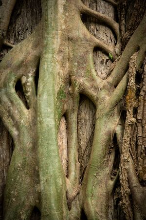 Vine around the tree trunk  background, nature backgroundの写真素材