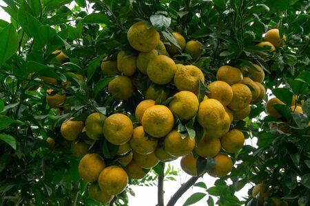 Batch of oranges on tree in the garden. North of thailandの写真素材