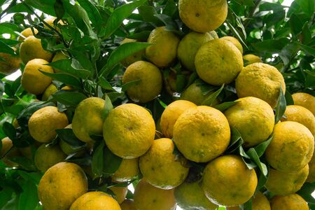 Batch of oranges on tree in the garden. North of thailandの写真素材