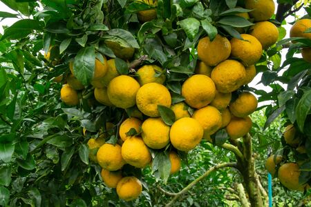 Tangerine  on tree in the garden. Many ripe orange growing on the Branchesの写真素材
