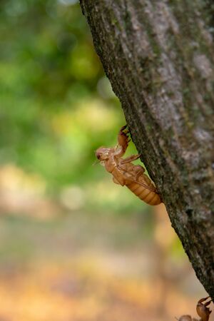 closeup of Cicada stain on the tree,Tropical  insectの写真素材