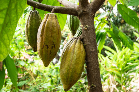 Cocoa pods grow on the tree, in Thailand