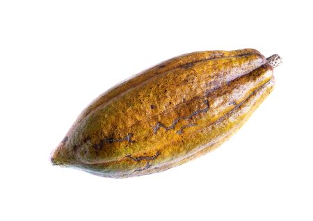 Cocoa pods  on white backgroundの写真素材