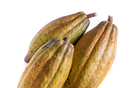 Cocoa pods  on white backgroundの写真素材