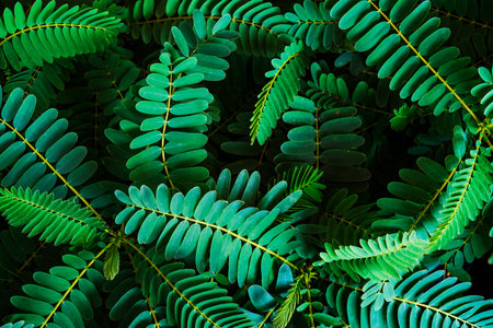 Tamarind leaf backgroundの写真素材