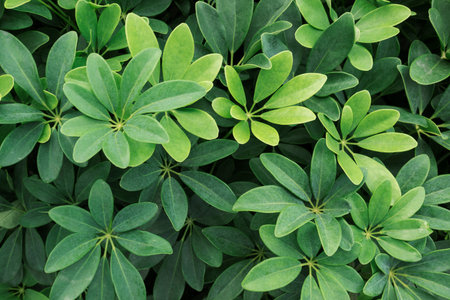 Green Leaves background