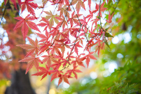 Autumn leaves of Japanese maple(Momiji) background