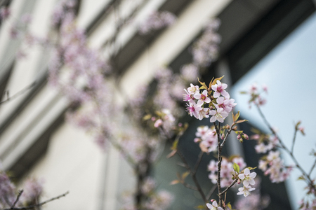 close up sakura on blue sky background in Tokyo city, Japan.の写真素材