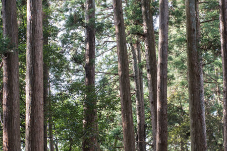 pine trees in the forest