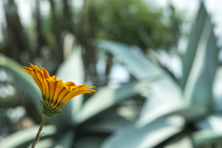 Beautiful yellow-orange gazania flowers bloomingの写真素材