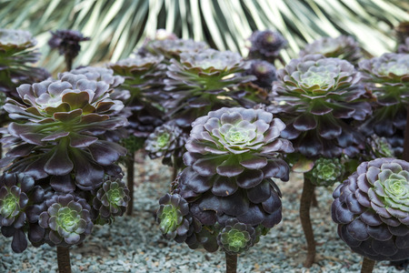A beautiful cactus at garden.の写真素材