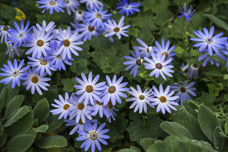Purple and white flowers backgroundの写真素材
