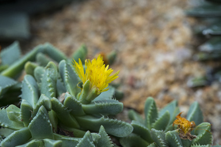 Cactus and succulents's flower blooming.の写真素材