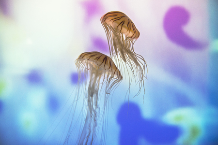 Jellyfish swim on colourful background.の写真素材