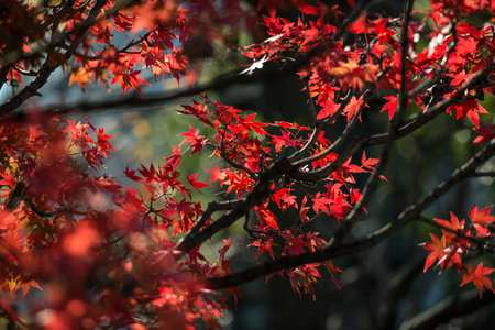 background texture of autumn leaf in Japan.