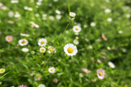 Little white Daisy background.の写真素材