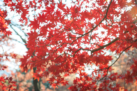 Autumn leaves of Japanese maple(Momiji) background