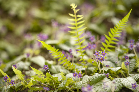 Tiny purple flower with green leaf background.の写真素材