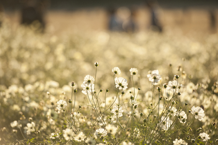 Background texture of beautiful white cosmos field with the warm sunlight in Japan.の写真素材