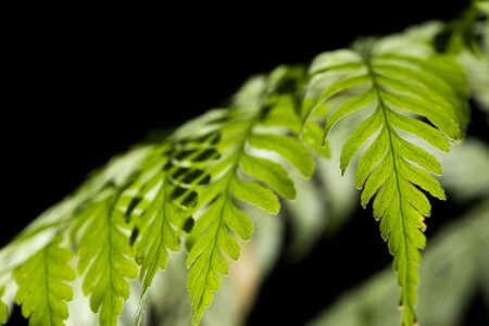 Close up of beautiful ferns leaves green foliage.の写真素材