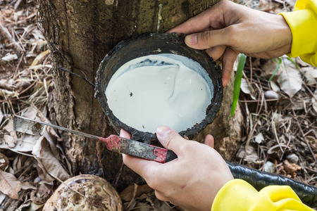 Rubber, white bowl Sam Black.の写真素材