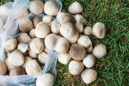 Mushrooms, place in a bag, put on the lawn.の写真素材