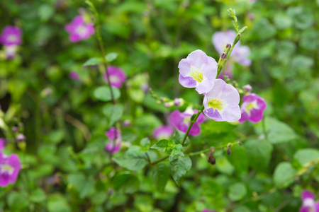 Purple flowers are blooming, the garden after the rain.の写真素材
