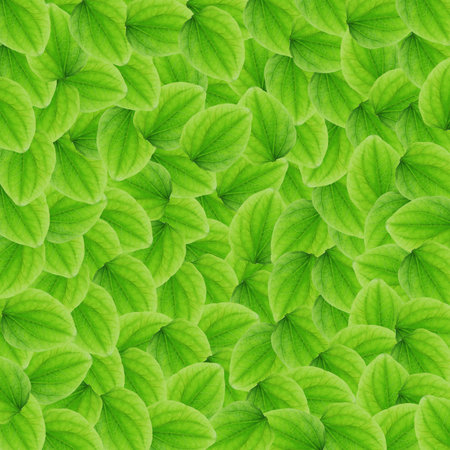 Green Leaf Background 