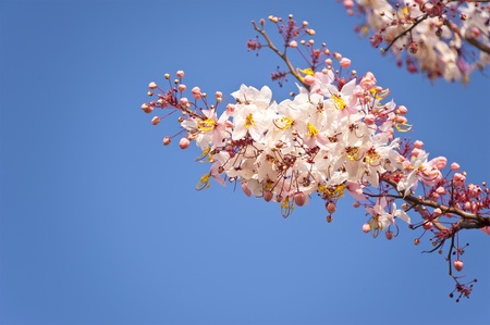 Flowers in spring with blue sky background の写真素材