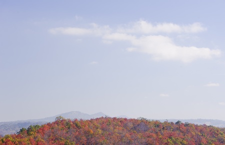 Autumn forest for travel and backgroundの写真素材
