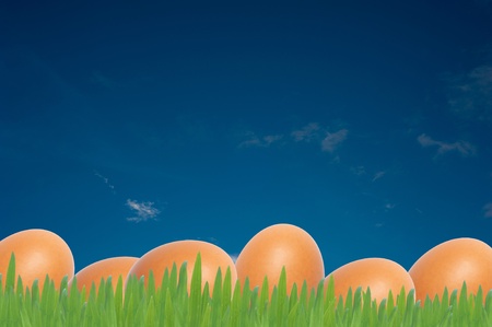 Easter eggs on whiter backgroundの写真素材