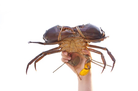 Crab on hand on white background, From farmの写真素材