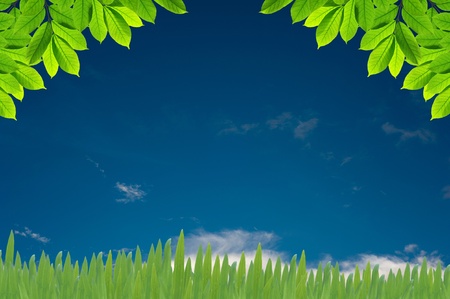 Green leaves on white background , Frameの写真素材