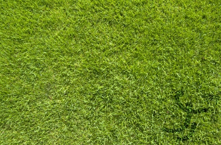 Sport basketball on green grass texture and background の写真素材