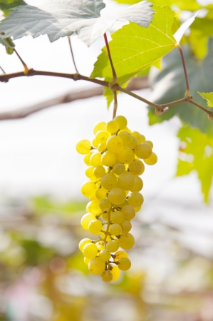 Grapes on Vine in Vineyardの写真素材
