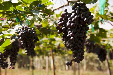 Grapes on Vine in Vineyardの写真素材