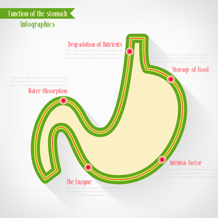 Function of stomach infographicsのイラスト素材