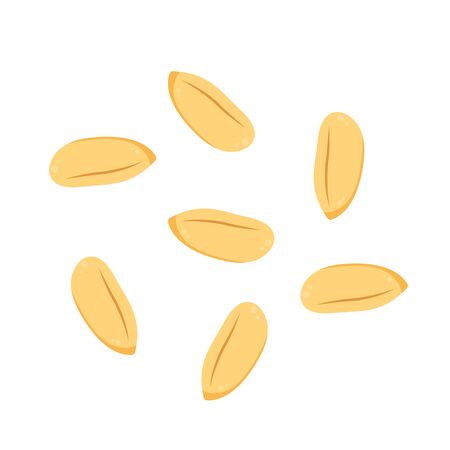 Rice seed vector. Rice seed on white background. paddy.のイラスト素材