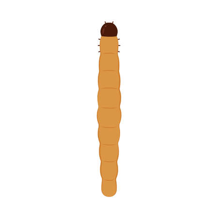 Flour worm vector. Flour worm on white background.のイラスト素材