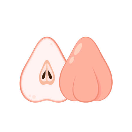 Rose apple icon vector. Rose apple, fruit vector illustrationのイラスト素材