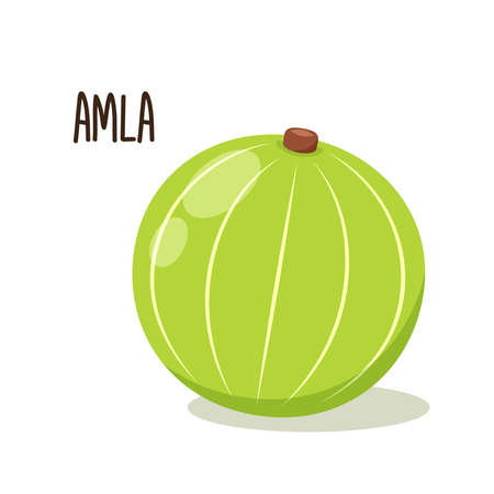 Indian gooseberry fruits or Amla (phyllanthus emblica) indain fruit vector icon illustration on green background. Indian gooseberry, amla berries and amla.のイラスト素材
