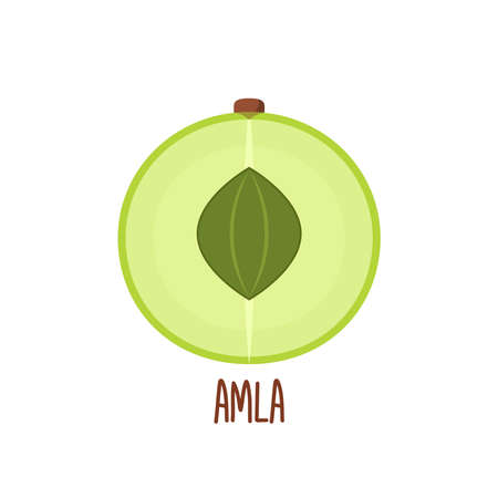 Indian gooseberry fruits or Amla (phyllanthus emblica) indain fruit vector icon illustration on white background. Indian gooseberry, amla berries and amla.のイラスト素材
