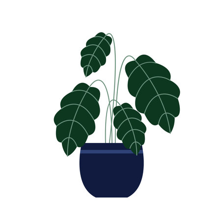 Spotted betel. Spotted betel in pot on white background.のイラスト素材