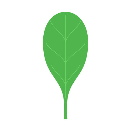 Basil vector. Basil on white background.のイラスト素材