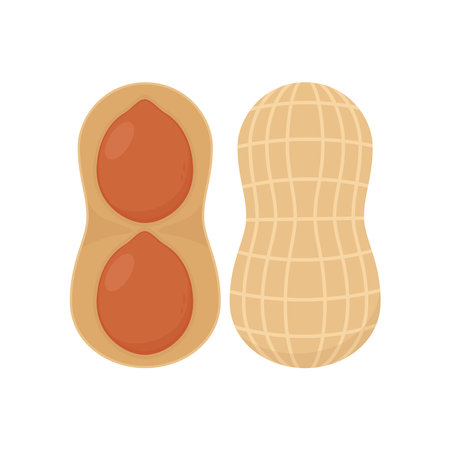 Peanut vector. Peanut on white background.のイラスト素材